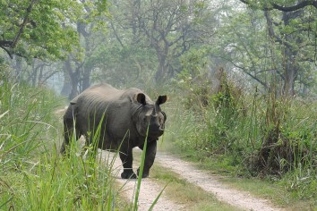 Chitwan Jungle Safari Tour
